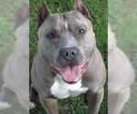 Small #3 American Pit Bull Terrier