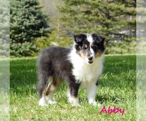 Shetland Sheepdog Puppy for Sale in UPPER TRACT, West Virginia USA