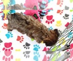 Small #6 Yorkshire Terrier