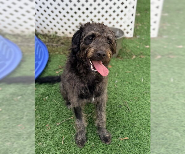 Medium Photo #1 Poodle (Standard)-Unknown Mix Puppy For Sale in Sugar Land, TX, USA