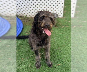 Poodle (Standard)-Unknown Mix Dogs for adoption in Sugar Land, TX, USA