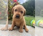 Small #2 Labrador Retriever