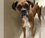 Small Boxer