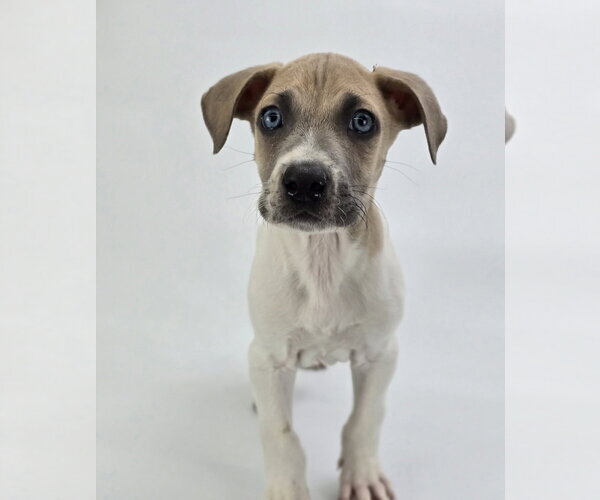 Medium Photo #1 Great Dane-Unknown Mix Puppy For Sale in Lakewood, CO, USA