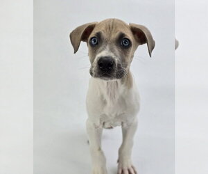 Great Dane-Unknown Mix Dogs for adoption in Lakewood, CO, USA