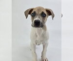 Small Great Dane Mix