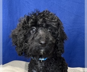 Poodle (Miniature) Puppy for sale in DUNDEE, OH, USA