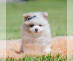 Small Photo #48 Pomeranian Puppy For Sale in WARSAW, IN, USA