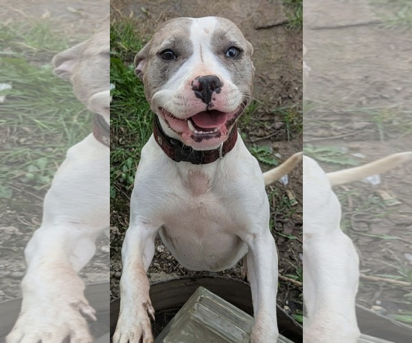 Medium Photo #1 American Pit Bull Terrier-Unknown Mix Puppy For Sale in Germantown, OH, USA