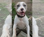 Small American Pit Bull Terrier Mix
