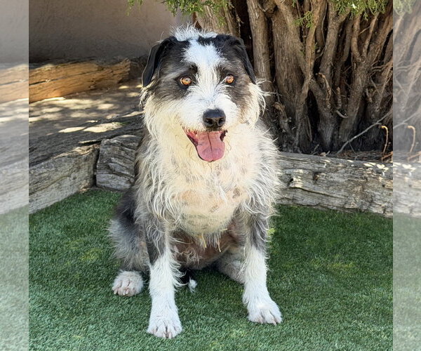 Medium Photo #2 Mutt Puppy For Sale in Albuquerque, NM, USA