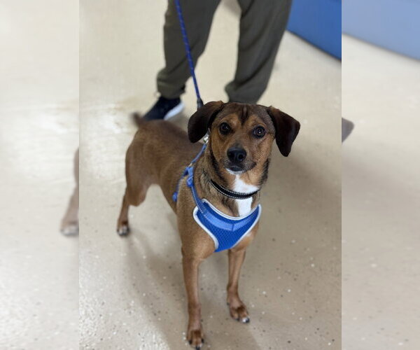 Medium Photo #3 Feist Terrier-Unknown Mix Puppy For Sale in Mundelein, IL, USA