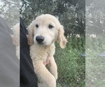 Small #1 Golden Retriever