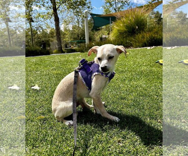 Medium Photo #2 Beagle-Chihuahua Mix Puppy For Sale in Lake Elsinore, CA, USA