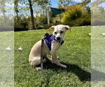 Small #1 Beagle-Chihuahua Mix