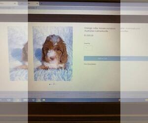 Australian Labradoodle Puppy for sale in GREENSBORO, NC, USA