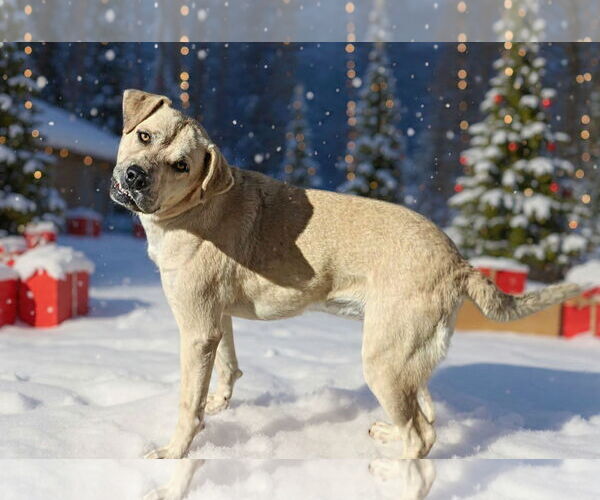 Medium Photo #5 Labrador Retriever-Unknown Mix Puppy For Sale in Talladega, AL, USA