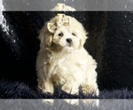 Small #3 Maltipoo