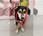 Small German Shepherd Dog Mix
