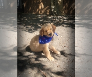 Golden Retriever Puppy for sale in PHELAN, CA, USA