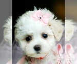 Small #20 Maltese