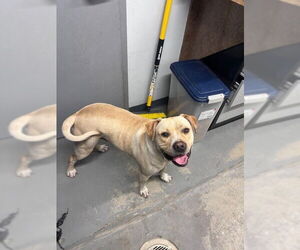Labrador Retriever Dogs for adoption in Tallahassee, FL, USA