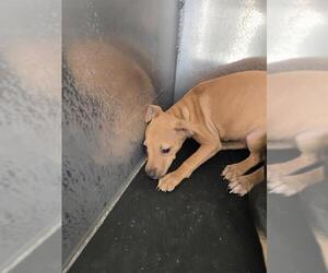 Mutt Dogs for adoption in San Antonio, TX, USA