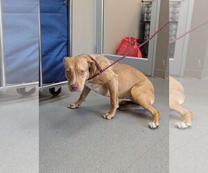 American Pit Bull Terrier Dogs for adoption in La Porte, IN, USA
