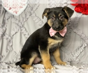 Australian Shepherd-German Shepherd Dog Mix Puppy for sale in LANCASTER, PA, USA