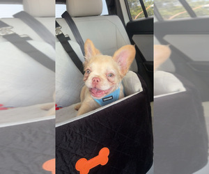 French Bulldog Puppy for sale in PINELLAS PARK, FL, USA