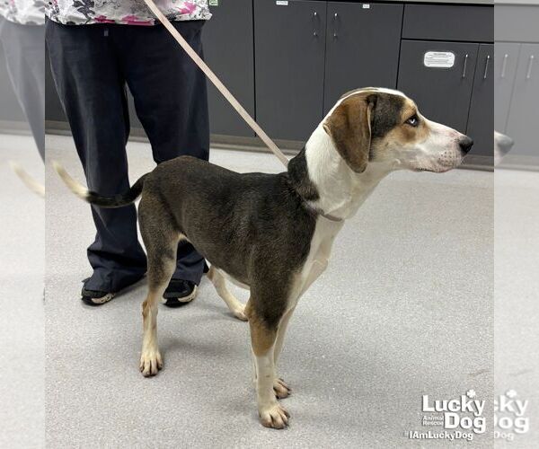 Medium Photo #3 Labrador Retriever-Unknown Mix Puppy For Sale in Washington, DC, USA