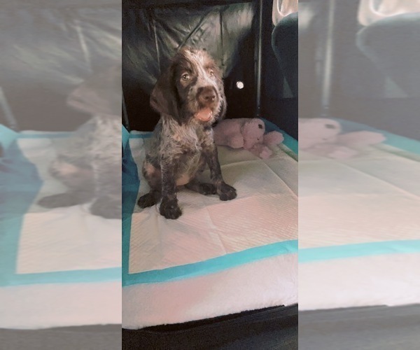 Medium Photo #7 German Wirehaired Pointer Puppy For Sale in JACKSONVILLE, FL, USA
