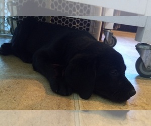 Labrador Retriever Puppy for sale in JEFFERSONTOWN, KY, USA