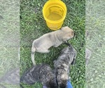 Small Photo #9 Mastiff Puppy For Sale in COEBURN, VA, USA