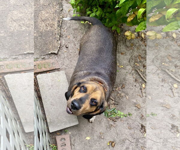 Medium Photo #5 Bagle Hound Puppy For Sale in Chesapeake, VA, USA