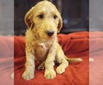 Small #1 Labradoodle