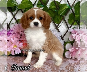 Cavalier King Charles Spaniel Puppy for Sale in MIAMI, Florida USA