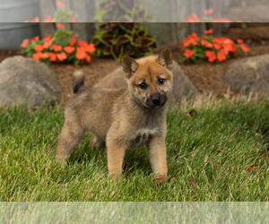 Shiba Inu Puppy for sale in MILLERSBURG, IN, USA