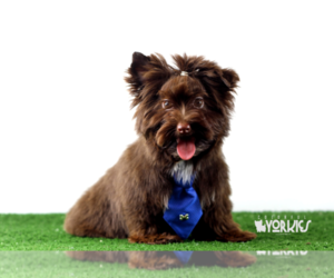 Medium Yorkshire Terrier
