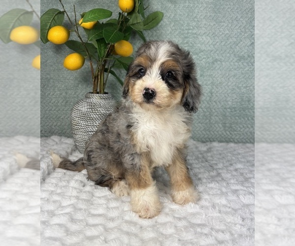 Medium Photo #5 Bernedoodle (Miniature) Puppy For Sale in FRANKLIN, IN, USA