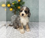 Small #4 Bernedoodle (Miniature)