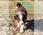 Small Photo #81 Border Collie Puppy For Sale in BYBEE, TN, USA