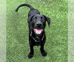 Small #1 Labrador Retriever Mix