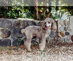 Small Poodle (Miniature)