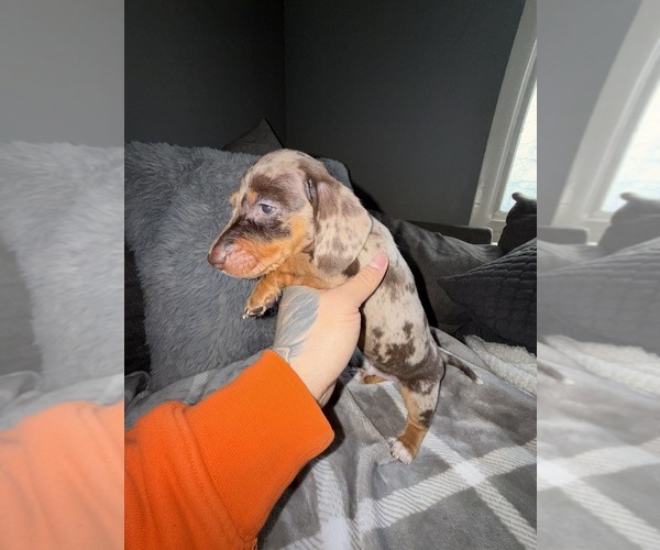 Medium Photo #16 Dachshund Puppy For Sale in JOHNSTON, RI, USA
