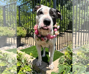 Clarabelle - Female American Pit Bull Terrier-Unknown Mix Dog for Adoption - Photo #2