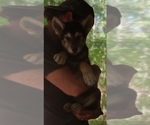 Small #3 Wolf Hybrid