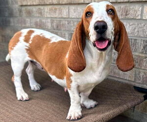 Basset Hound Dogs for adoption in Deepwater, NJ, USA