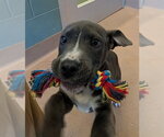 Small Mutt