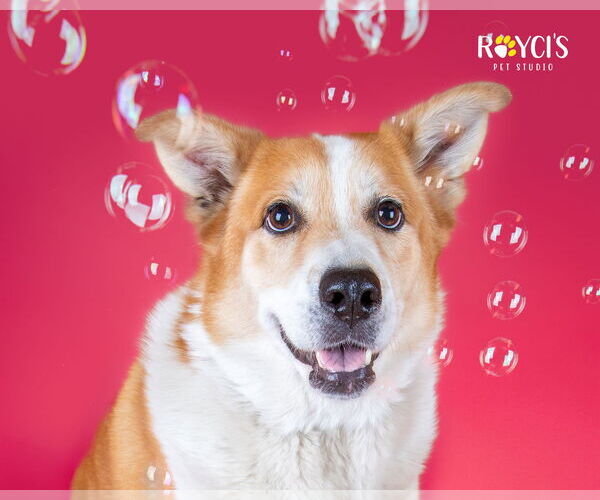 Medium Photo #12 Border Collie-Unknown Mix Puppy For Sale in Sandy, UT, USA